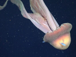 Forscher filmen riesige Qualle in argentinischer Tiefsee