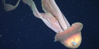 Forscher filmen riesige Qualle in argentinischer Tiefsee