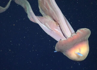 Forscher filmen riesige Qualle in argentinischer Tiefsee